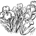 The Irish Sketch Original Line Drawing by Linda Boss